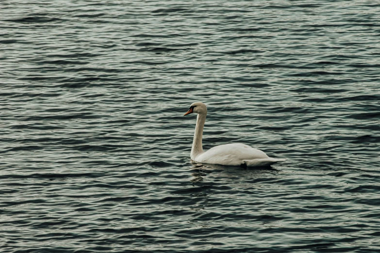 a lone swan swimming in the water