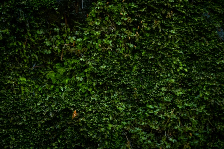 a green tree with several leaves covering it