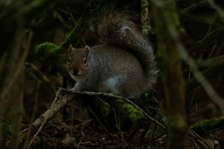 a gray squirrel sitting on top of a leaf covered nch