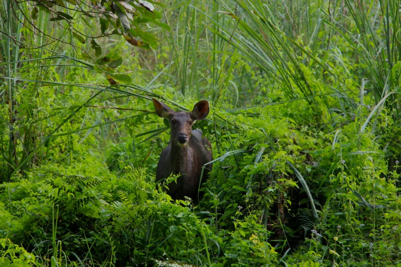 a very cute brown bear in some bushes