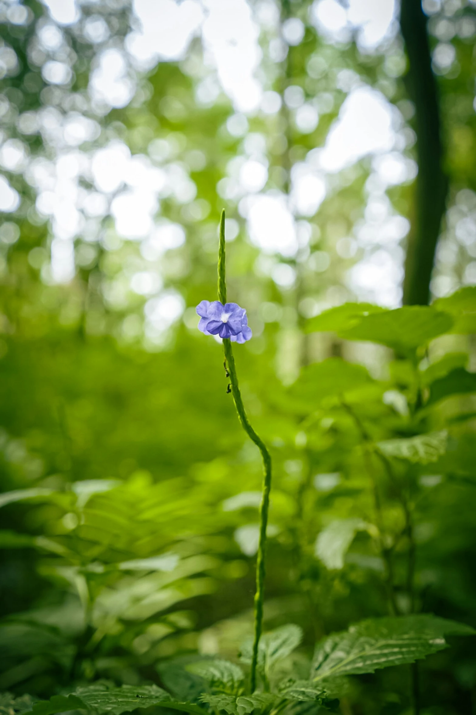 this is a close up view of a leafy, wooded area