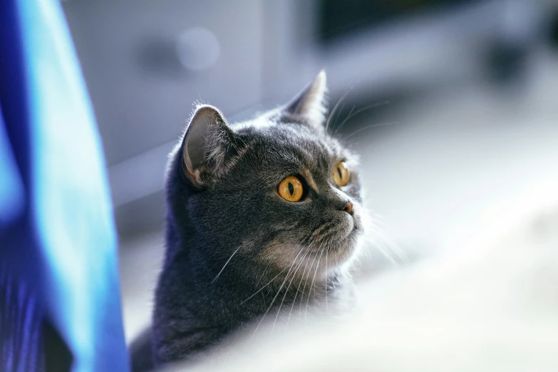 cat sitting outside looking up at the sky