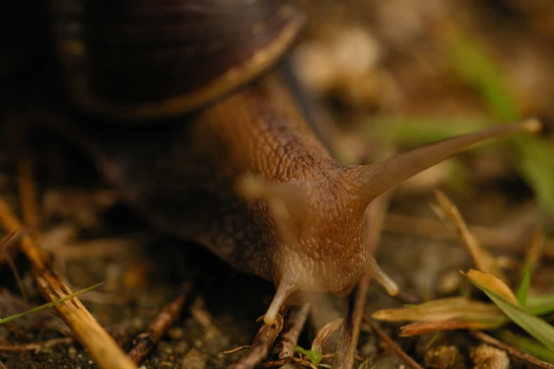 a closeup of the shell and top of a slug