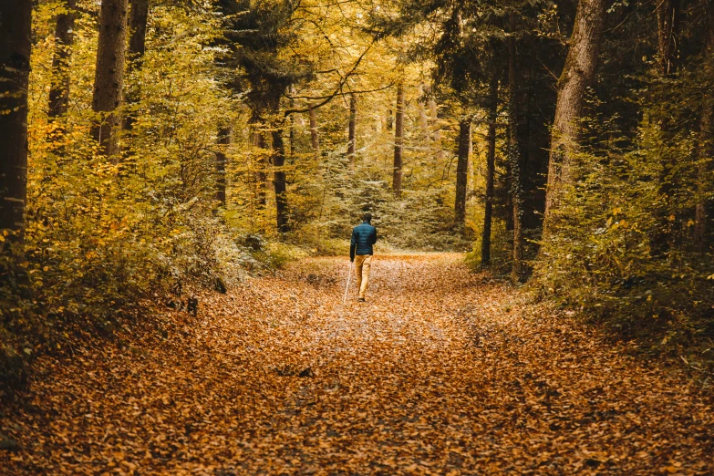 a man is walking down the pathway through a leaf filled forest