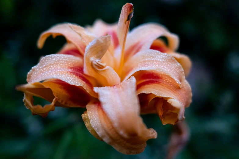 a closeup view of a very large flower