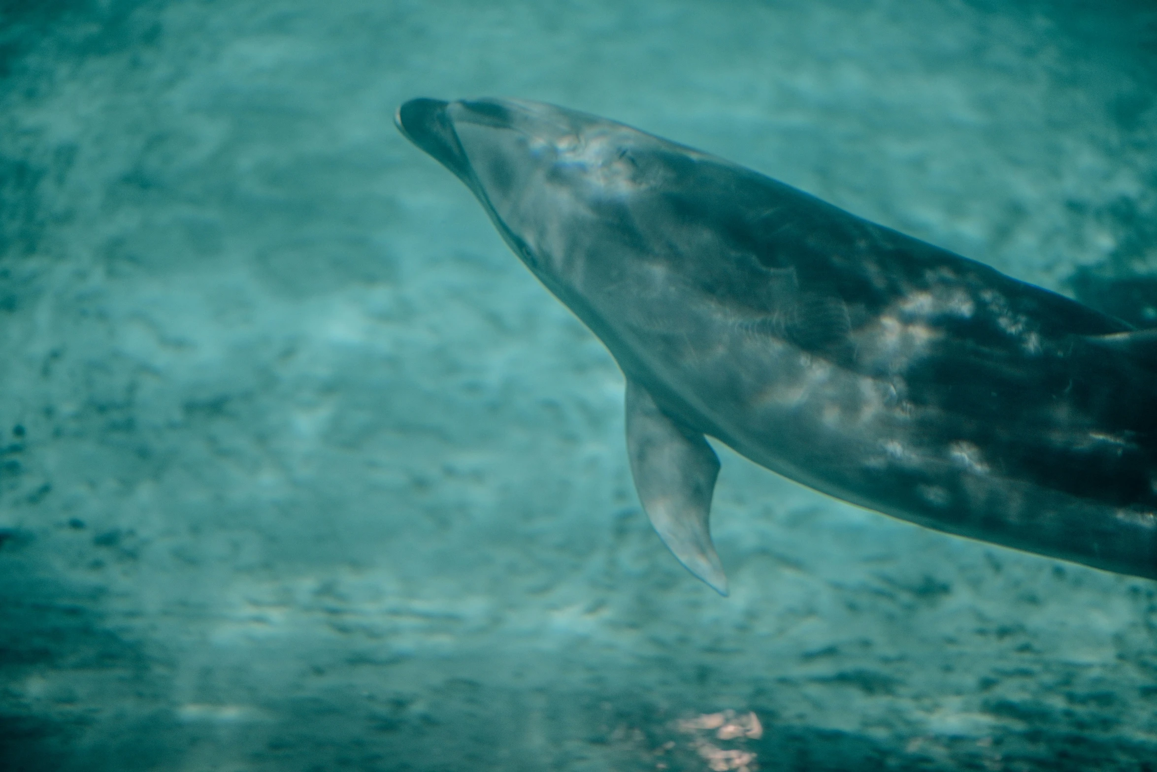 the body of a large white animal under water