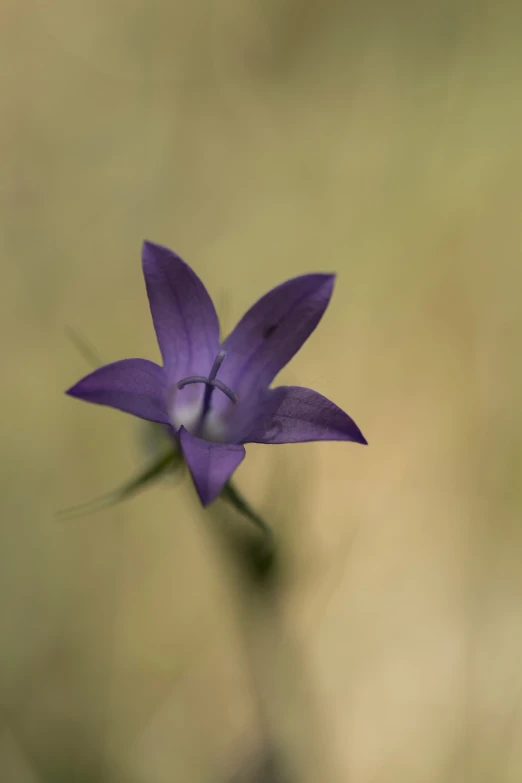 the purple flower is sitting on top of some green stems