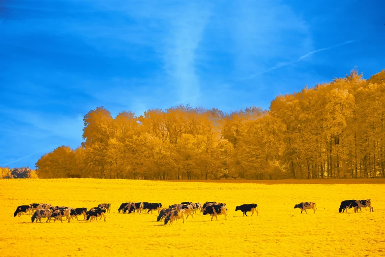 there are lots of cows in the field