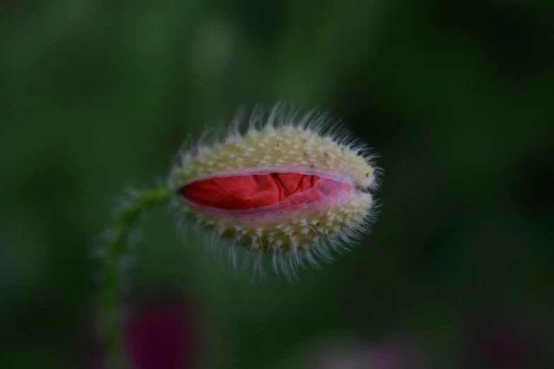 red flower with long petals is pographed through green leaves