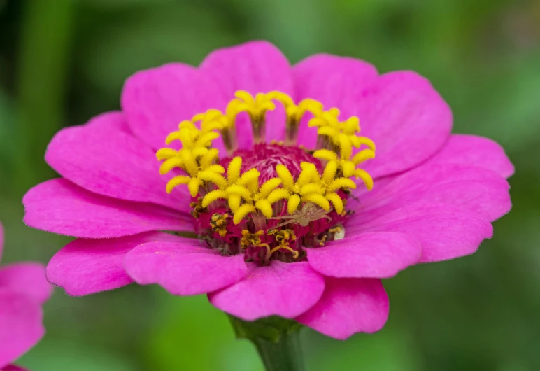 a pink flower with yellow centers and green leaves in the background