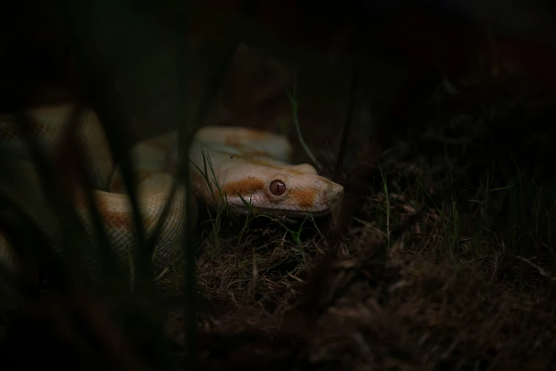 a very cute looking snake in some grass