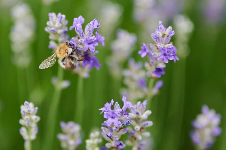 a bee flying and picking purple flowers in a garden
