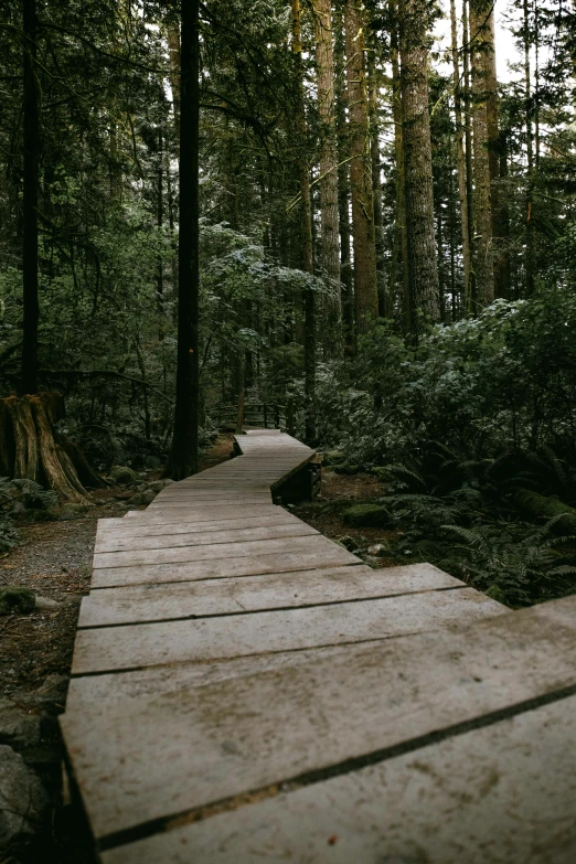 wooden walkway through a lush green forest area