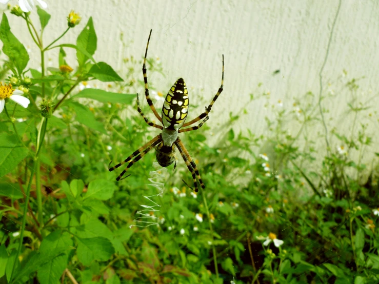 a black and white spider sits on its web in the weeds