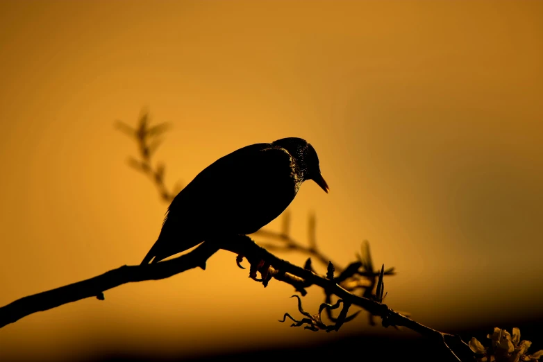 the silhouette of the bird is shown against the orange sky