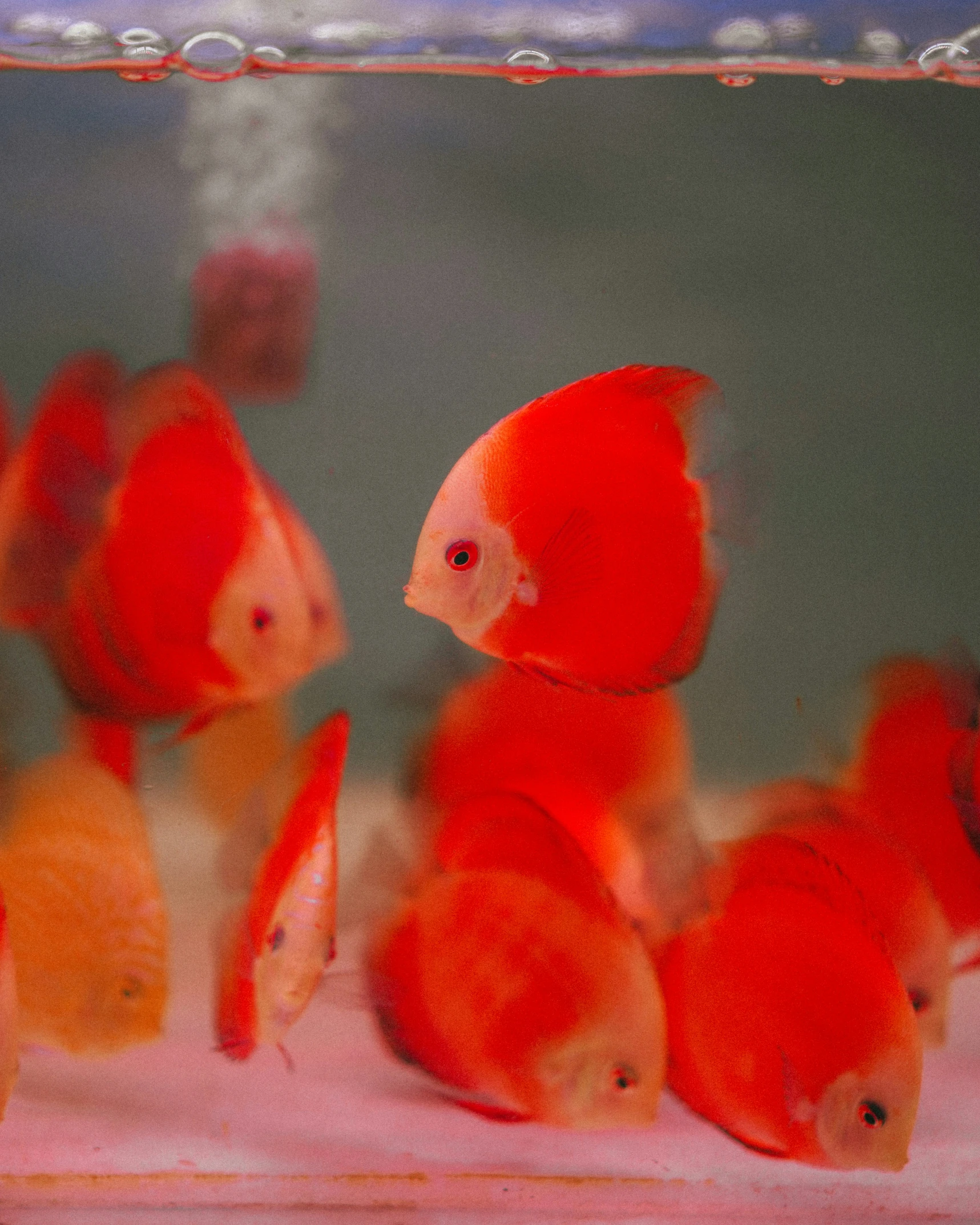 a group of small goldfish in a tank