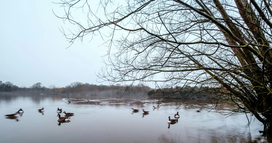 many birds are sitting in the water near a tree