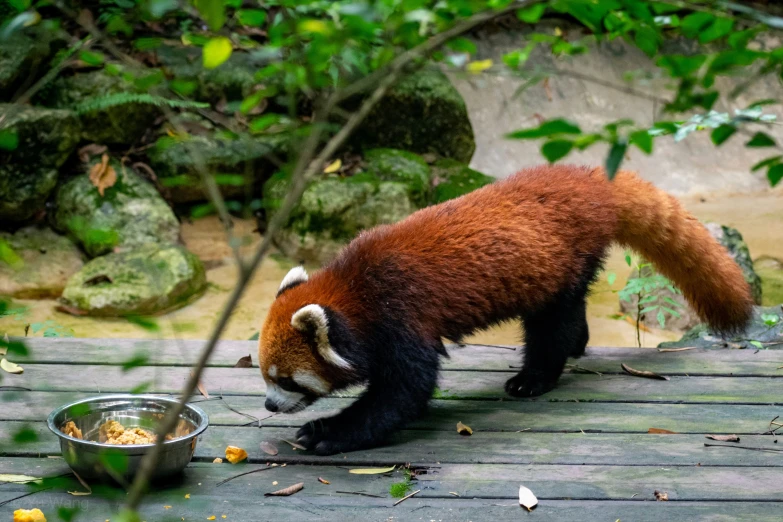 a little red panda bear eating food out of a bowl