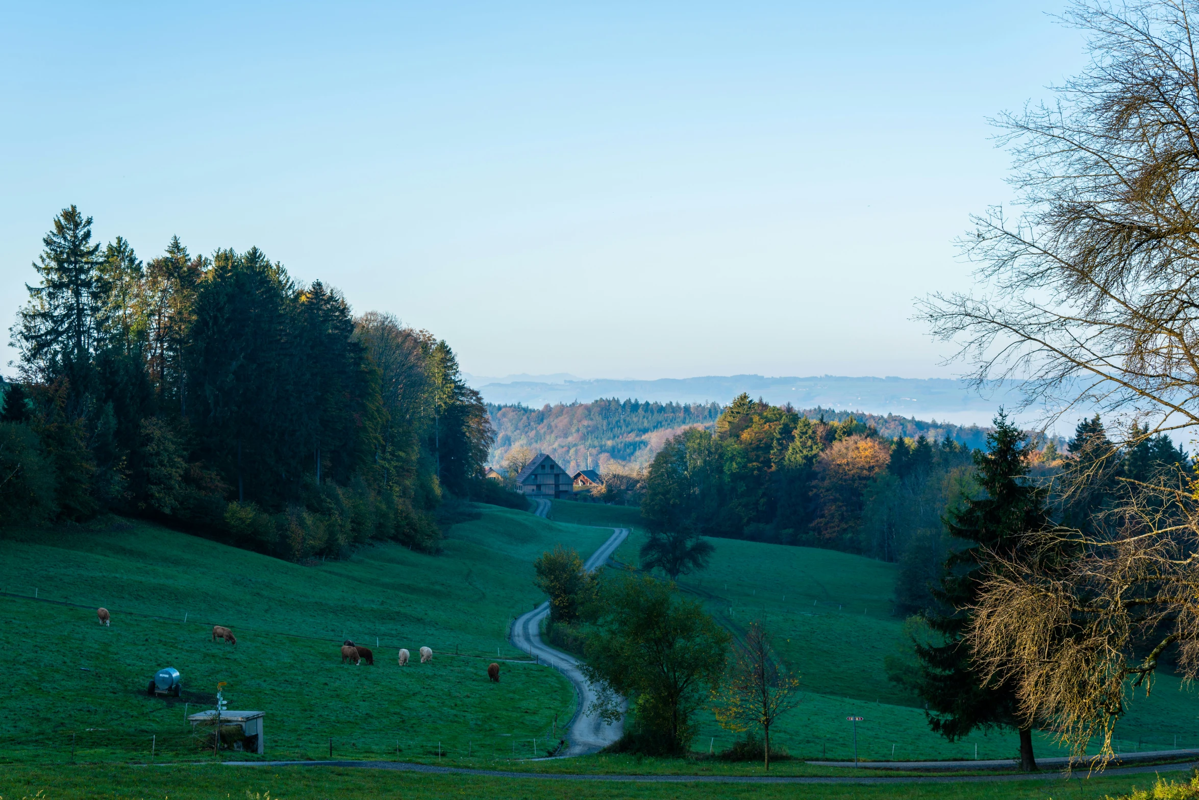 a grassy field with lots of trees near it