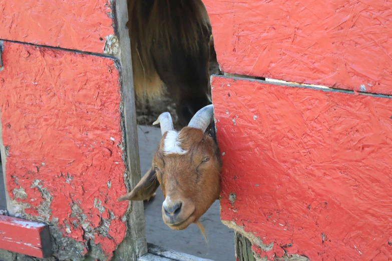 a goat sticking its head through the openings in a red painted wall