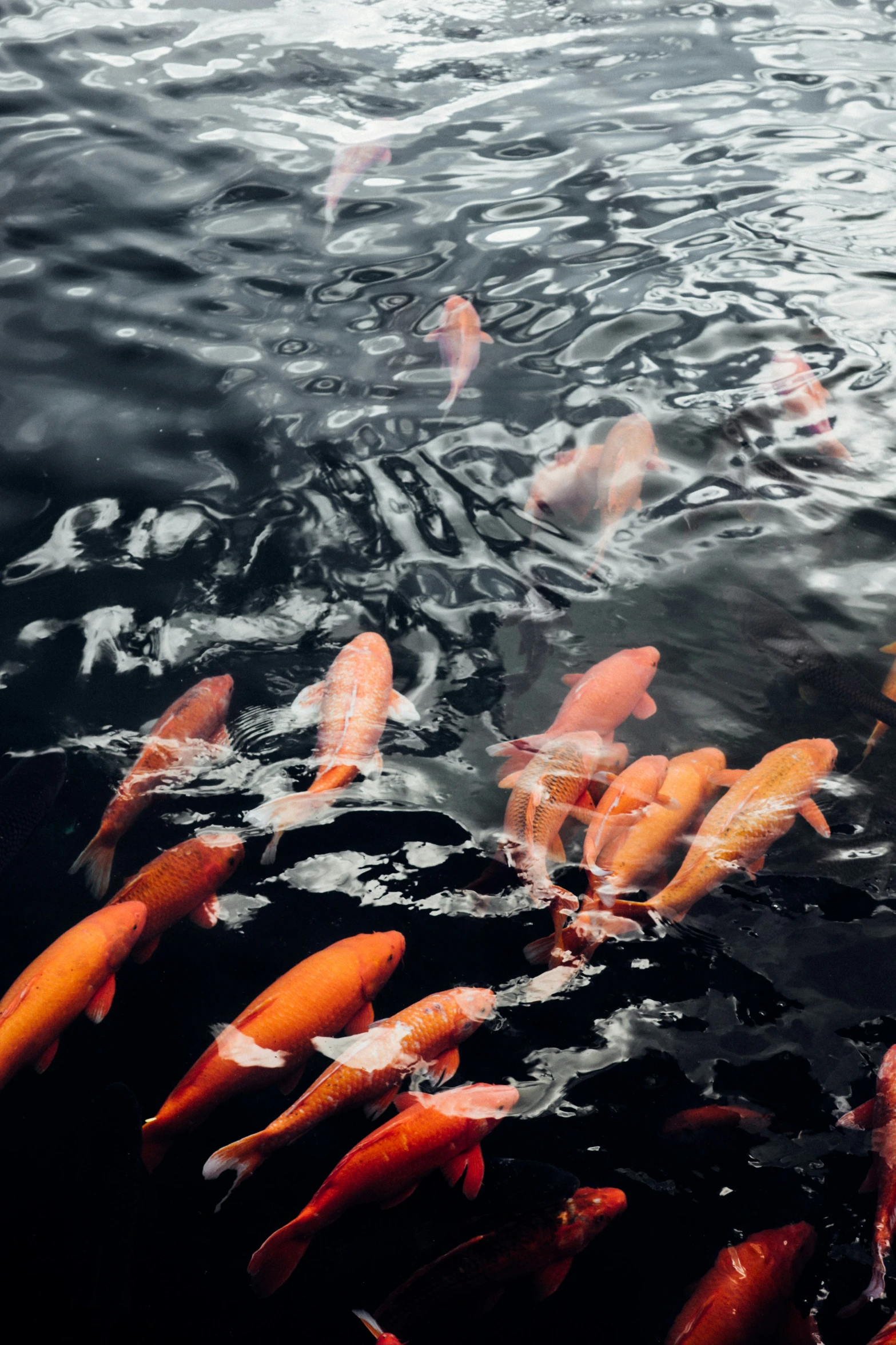 many goldfish are swimming and in the water