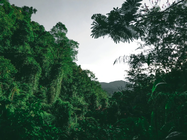 a view of the green leaves and trees from within