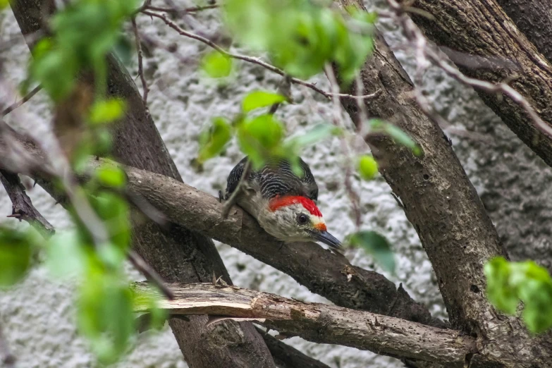 a colorful bird is perched on a tree nch