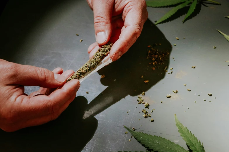 a person holding a stick with cannabis seeds