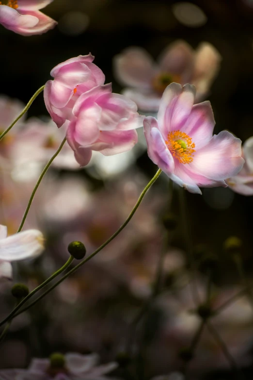 a bunch of pink flowers on top of each other