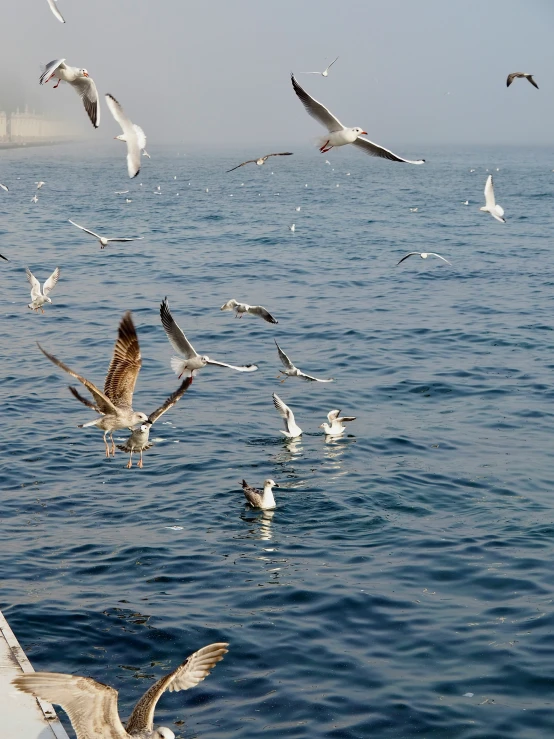 a lot of birds that are flying above the water