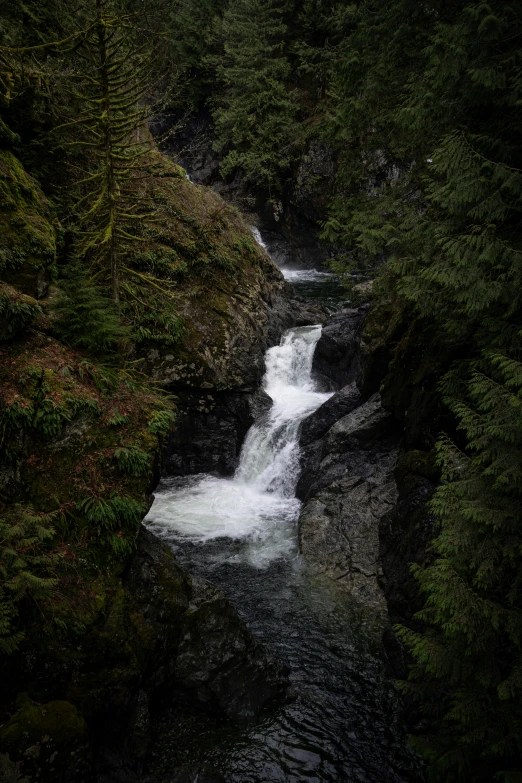 a river flowing down through a lush green forest