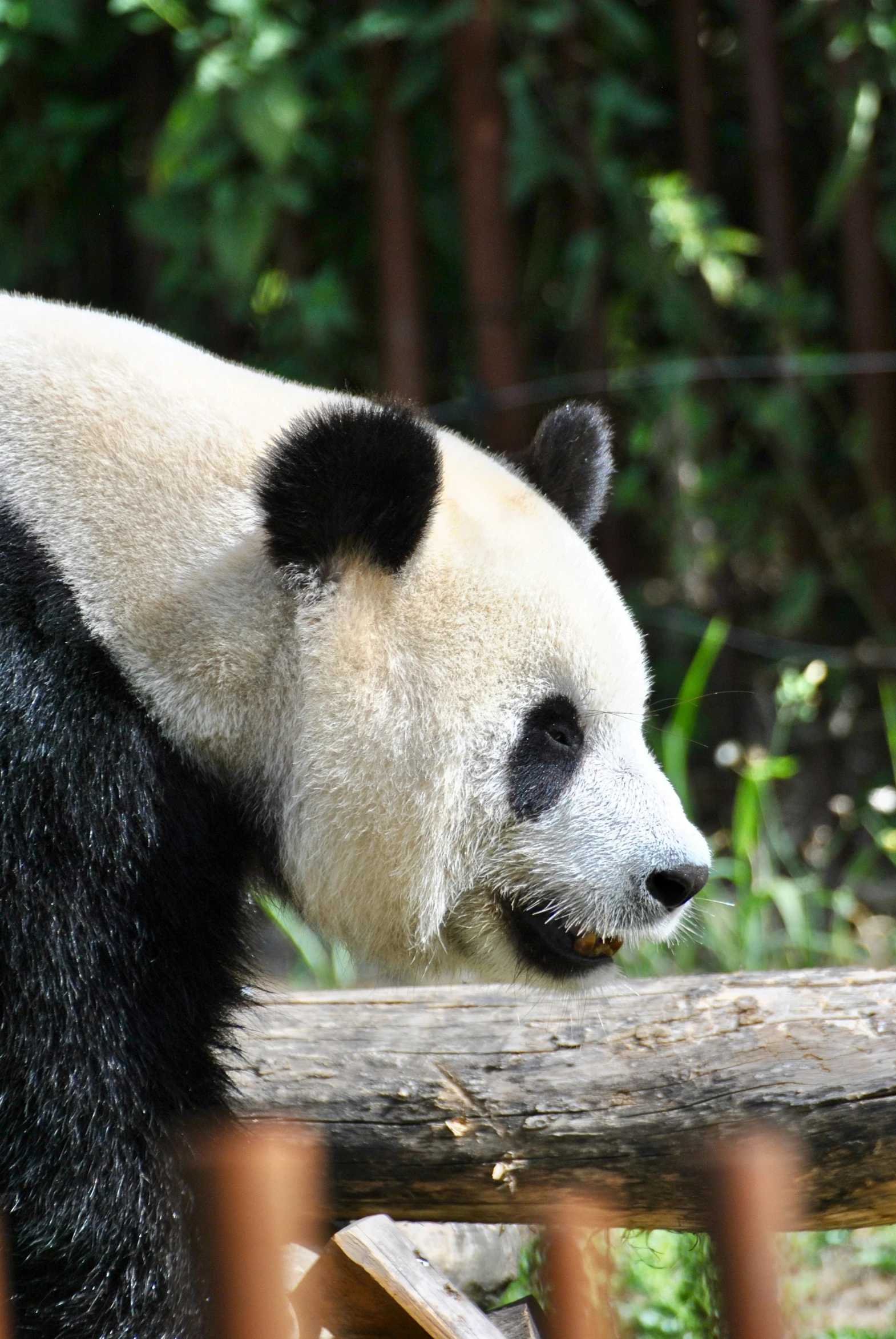 a panda bear walking across a wooden bridge