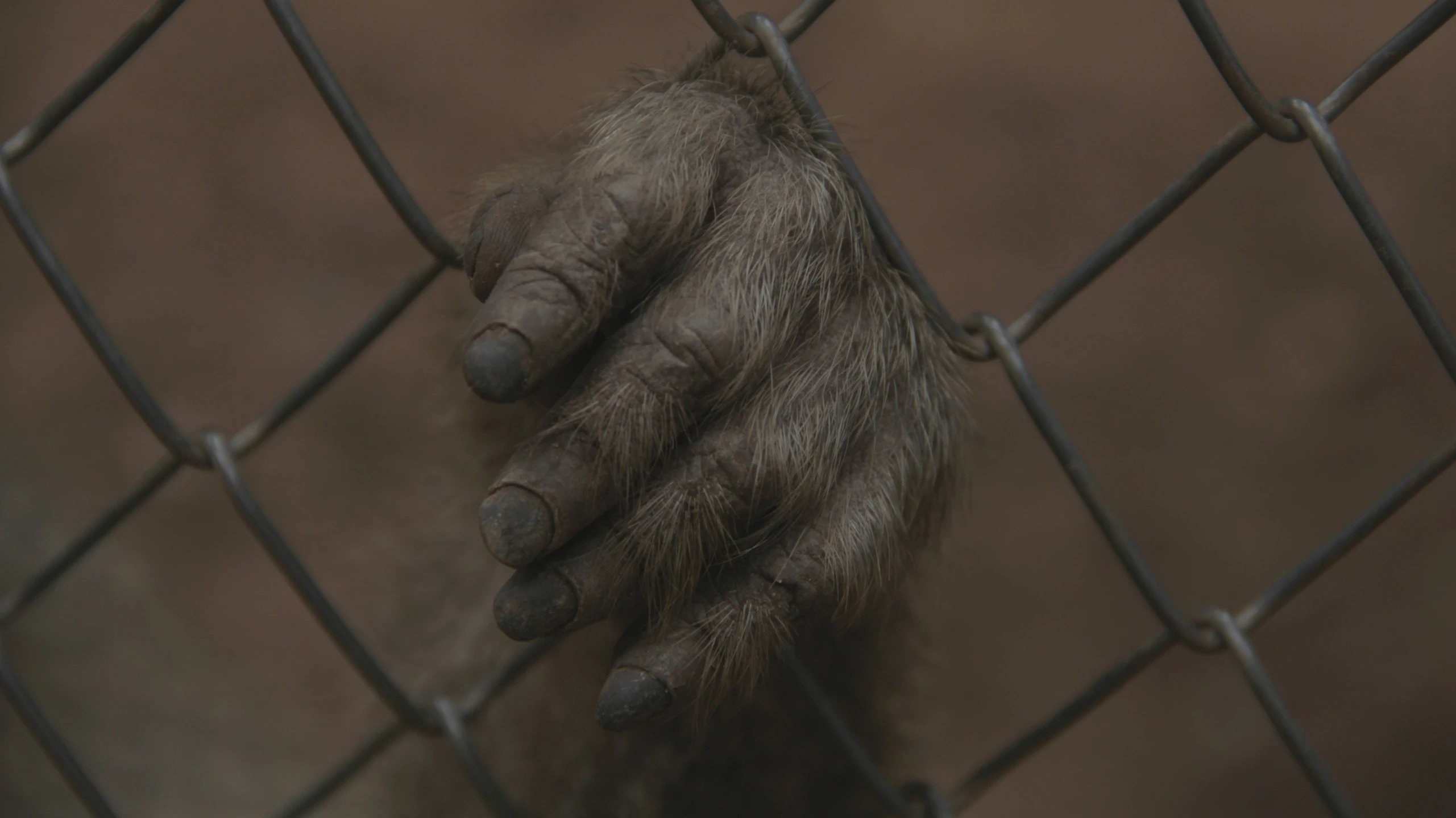 a close - up of someones hand behind a fence