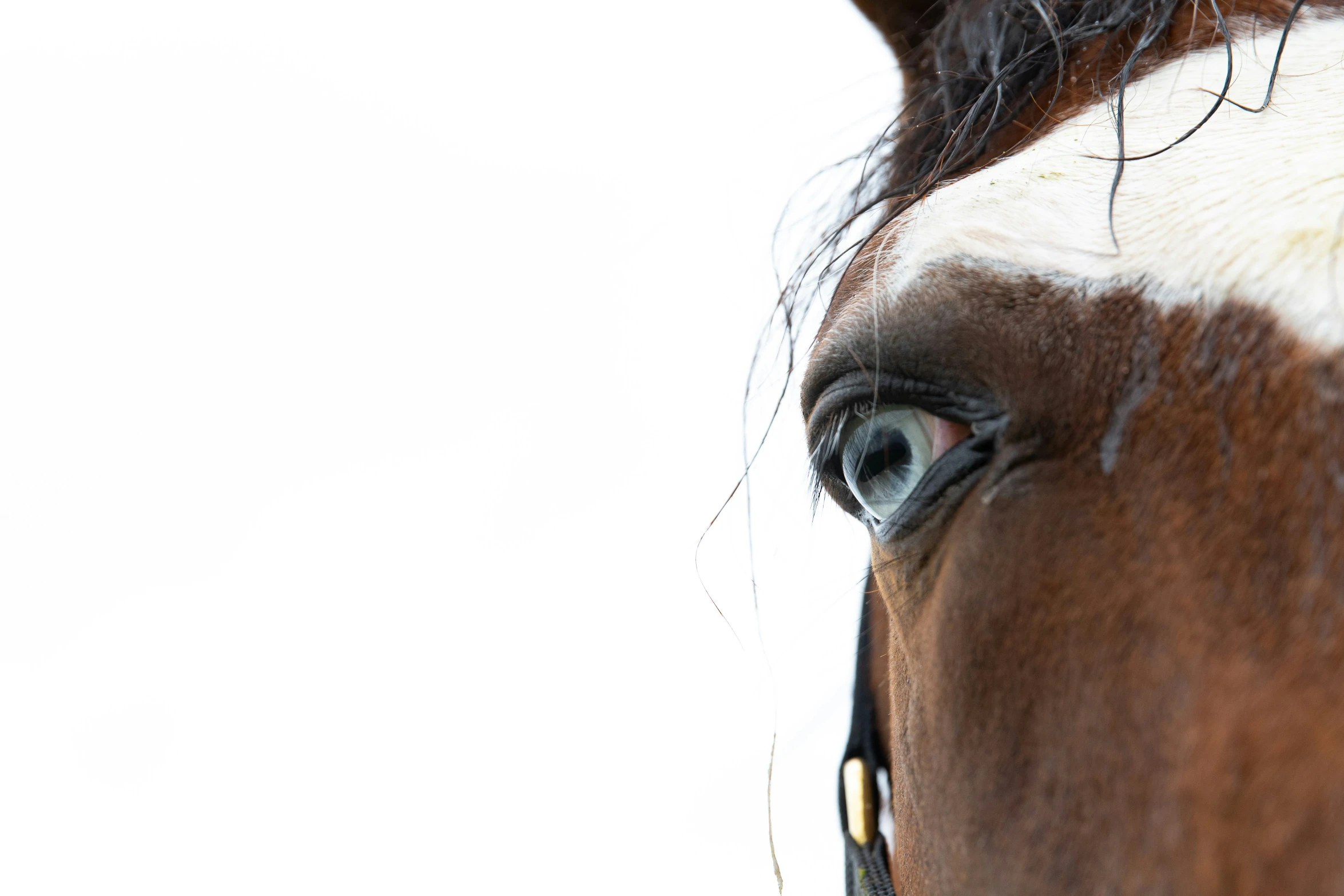 the eye of the brown horse is shown