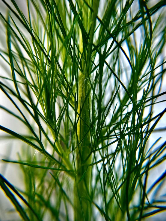 a green plant growing from the top of some thin nches