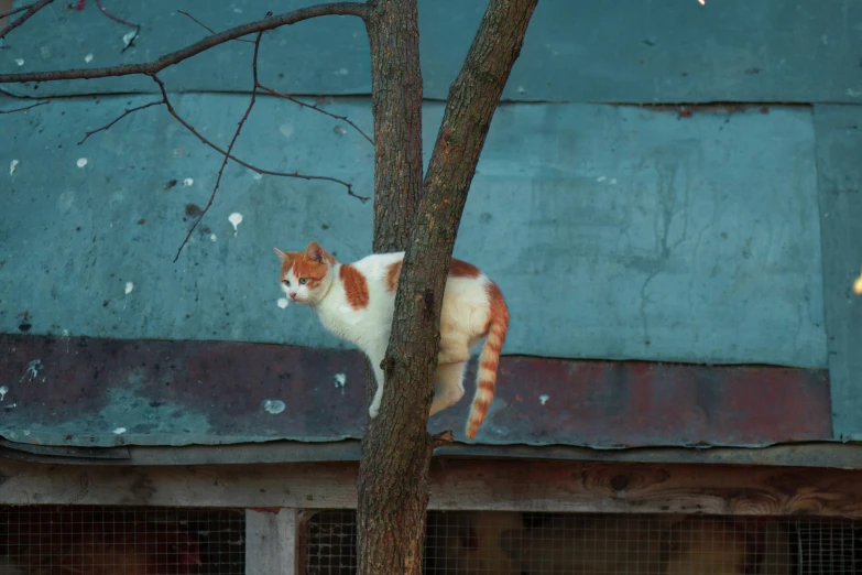 a cat standing on top of a tree near a building
