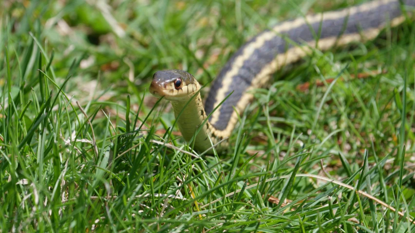 the black and grey snake has a yellow stripe on its head