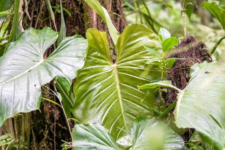 large green leaves growing next to large trees