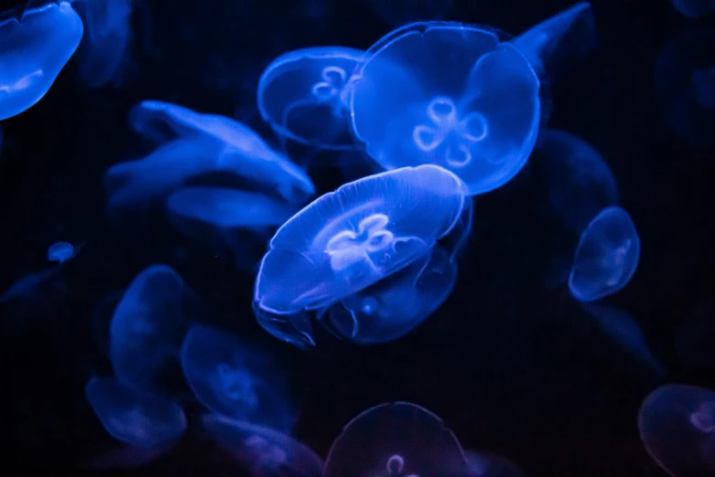 a group of jellyfish swimming in an aquarium