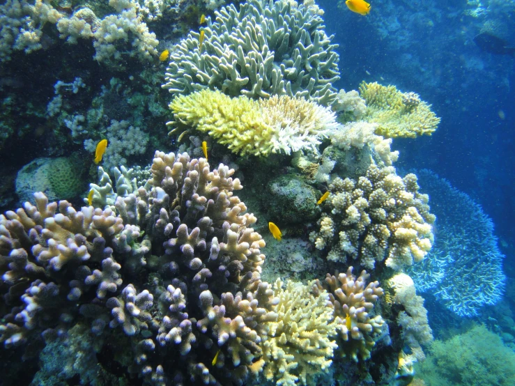 some very pretty looking plants on the reef