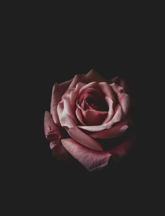 a pink rose flower is pographed in the dark