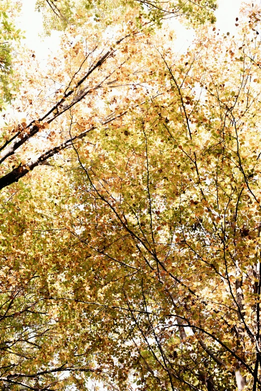 there are trees with yellow and green leaves