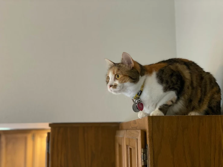 cat standing on top of cabinet looking at the camera