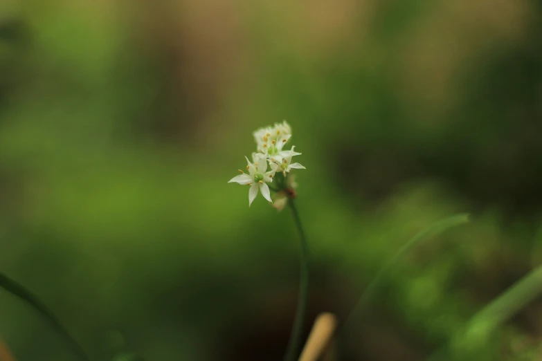 the closeup of a white flower is blurry in the background