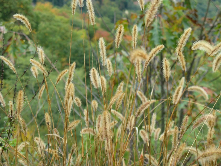 a field with a bunch of tall grass on top of it