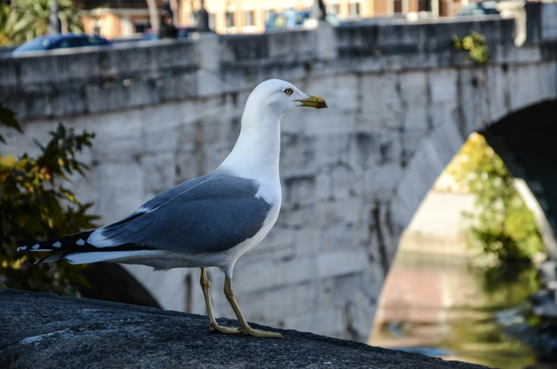 a bird standing on the edge of a large rock