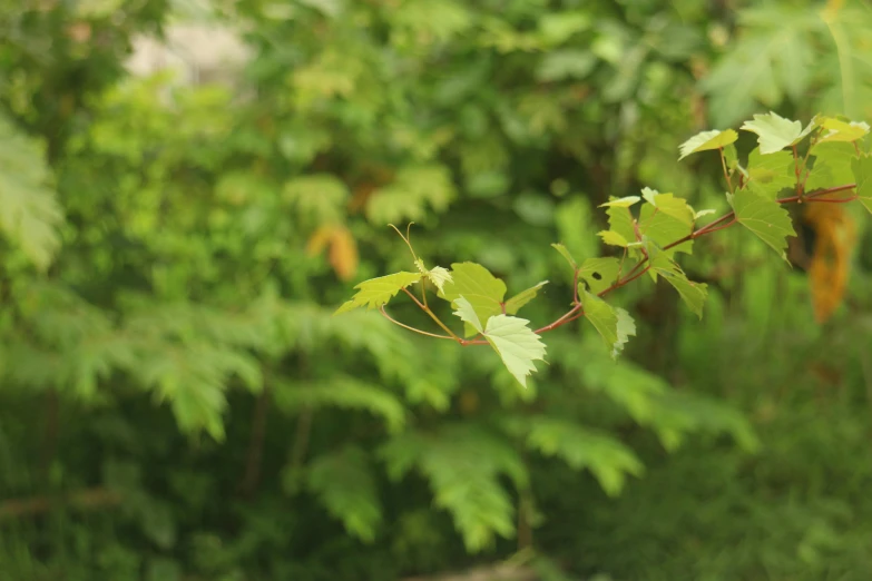 green leaves are being displayed in a blurred picture