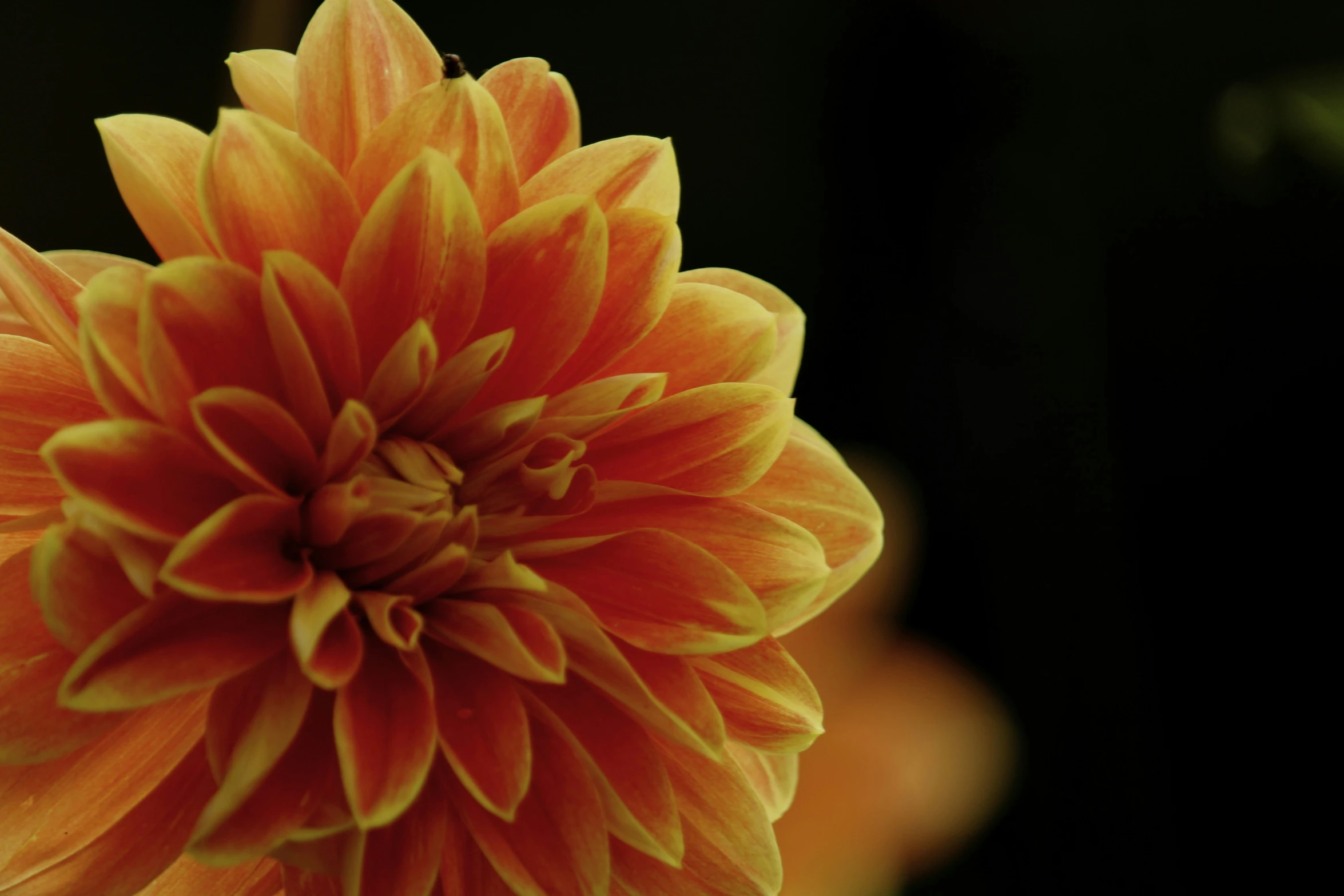 the large flower is orange and yellow