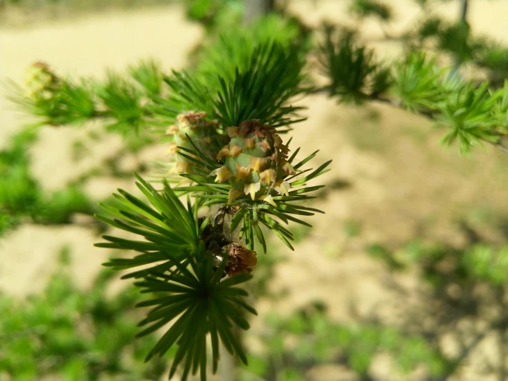 the leaves and nches of a pine tree