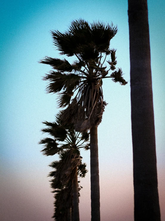 tall palm trees are shown in front of the sky